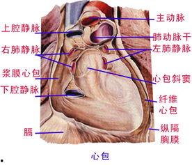 解剖学,探索生命奥秘的基石 第1张 解剖学,探索生命奥秘的基石 第1张