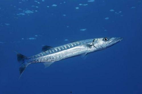 海狼 1980,海洋霸主崛起的传奇岁月 第1张 海狼 1980,海洋霸主崛起的传奇岁月 第1张